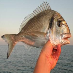  Vente De Poissons Daurade Et Loup De Mer - poissons nous sommes une société d'aquaculture au nord est de l'algérie,  plus précisément sur la cote ouest de bejaia. / --la récolte sera prete pour le mois d'août 2022 concernant le loup de mer ( 60 tonnes)--daurade à la fin septembre 2022 ( 225 tonnes