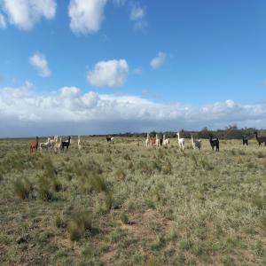  Consulta - mine terrain concession bonjour,  je peux vous annoncer la vente de fermes rurales en argentine.--j'apprécie votre réponse et je vous salue cordialement 