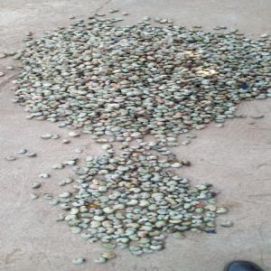  Vendre D'acajou Brute - fruits secs et graines grillées nous commercialisons plus de 20.000 tonnes de noix de cajou brute (outurn 48 a 52 lbs ,  nut count 180 a 200) au nord du bénin de qualités supérieur conditionnés dans des sacs en jute neuf de 50 kg. merci de nous contacter