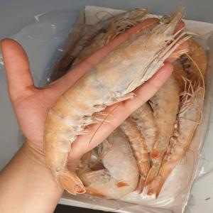  Crustacés Et Céphalopodes - poissons -qté par avion- 500-1000 kg---zone de peche- mer mediterrannée (golf de gabes- tunisie)---unité de peche- chalutiers congélateur agrée
