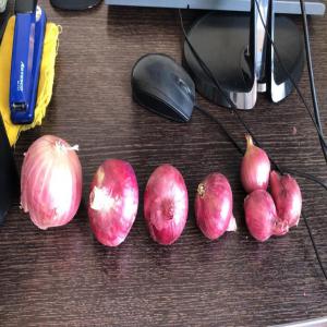  Saison De L'oignon - fruits et légumes entreprise franco-p&eacute;ruvienne install&eacute;e au p&eacute;rou --du calibre prepack jusqu'au jumbo,  oignons jaune ou rouge,  grade a,  consultez-nous ! ---bateau---distribution dans le monde---disponible par whatsapp ou mail---nous avons un bureau au p&eacute;rou,  un en france,  et des vendeurs p