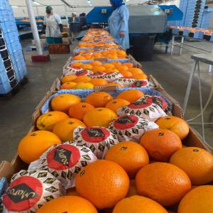 Recherche Clients Fruits Et Légumes - fruits et légumes nous sommes des exportateurs de fruits et légumes marocains. nous cherchons des clients sérieux en europe.--cordialement.