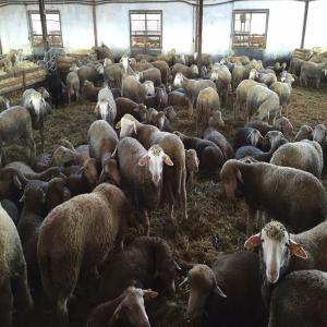  Exportation Mouton Espagnol - animaux vivants ferme espagnole que nous vendons,  pour l'exportation de bateaux de charter d'agneau spéciaux emirates,  egypte,  libye,  jordanie contactez et nous travaillons