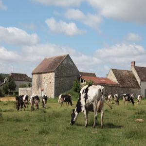  Vaches Laitière Et Viandes - viandes et oeufs bonjour nous mettons en relation les importateurs algérien avec les fermiers français pour toute commande de vaches laitières ou de viande