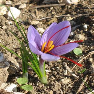  Recherches Producteur Safran Et Investisseurs - épices aromates bonjour je recherche des producteur de bulbe de safran bio maroc ou en france pour ma futur entreprise en france haute loire je souhaite commencer à planter en juillet et récolter en octobre ou novembre je cherche aussi des partenaires financier ou investisseur car les banque en france