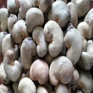  Noix De Cajou Brutes Prêt Exporter - roasted seeds and nuts our company is looking to expand its customer base in exporting cashews all over the world.----raw cashew nuts----  specification-----  origin- senegal senegal----  moisture- 10% max----  out turn- guinea bissau 50+ 50  54 lbs----  nuts count- 200   230 nuts per kg----  foreign matter- 0.25% - 0.5%-