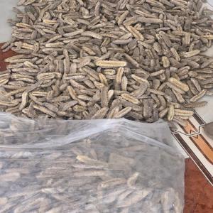  Vente De Concombres De Mer Séchés - poissons bonjour nous pouvons vous fournir 5 tonnes de concombres de concombres de mer s&eacute;ch&eacute;s. merci de nous contacter 