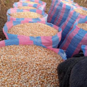  Maïs Jaune En Grain Disponible En Grande Quantité - céréales un producteur (fournisseur) de maïs jaune en grain dispose d'une grande quantité de maïs de qualité en république de côte d'ivoire.--la tonne  coût  300 000 fcfa, le sac de 100kg à 30 000 fcfa et le kilogramme à 300 fcfa.