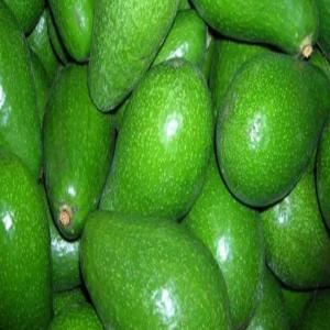  Recherche De Clients Pour Les Fruits Du Togo - fruits et légumes nous fournissons des fruits - avocat,  bananes,  mangues --l'origine de nos produits-togo.--tout nos produits sont biologiques et nous sommes capables de livrer &agrave; quantit&eacute;s voulue 