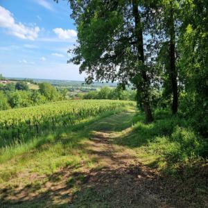  Domaine Bio/biodynamie Recherche Distributeurs - vins je suis viticultrice à cambes (15 km au sud de bordeaux). le château mons la graveyre est un écrin de verdure niché sur un coteau plein sud surplombant la garonne. j'y produit un vin rouge  sur un très beau terroir de graves et d'argilo calcaire élevé 