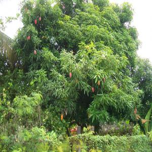  Mangue Togolaise En Destockage - fruits et légumes je suis a la recherche d'un client.je dispose d'une denree de mangue togolaise regroupant de differentes varietes(kent, palmer, eldon, somnole......), soyons en contact pour plus d'informations.merci!                                 