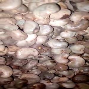 500 Tonnes De Noix De Cajou Brutes Vendre - fruits secs et graines grillées bonjour ! nous sommes une entreprise sérieuse de commercialisation de noix de cajou brutes de très bonne qualité. nous avons actuellement 500 tonnes de noix de cajou brutes en stock à vendre (kor 46+) fabriquées au benin. nous pouvons en fournir beaucoup plus sur d