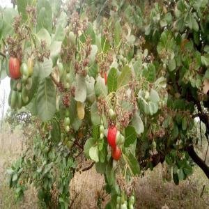  Achat De Acajou Pour Les Personnes Qui Ont Besoin - céréales bonjour --   je suis un homme qui vie au b&eacute;nin ,  j'ai l'habitude de faire la r&eacute;colte d'acajou a chaque saison. je suis disponible pour acheter des tonnes d'acajou pour ceux qui auront besoin qu'on lui acheter. j'aimerais rencontrer le fournisseur pour achat pour discuter avec et donner