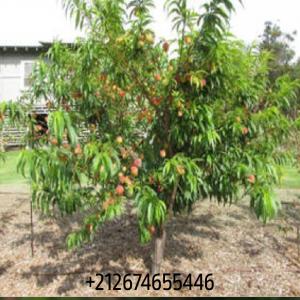 Gérant D'exploitation Arboricole/viticole - fruits et légumes jeune homme marocain,  titulaire du master professionnel en agronomie  spécialité,  gestion d'entreprise arboricole ,  et un premier diplôme en arboriculture fruitière.--avoir plus de 11 ans d'expérience au sein des domaines arboricoles et viticoles trop réput&e