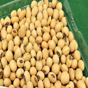  Soja Disponible Immédiatement - semence graine plant  je suis n&eacute;gociant international de mati&egrave;res premi&egrave;res depuis le benin et je dispose actuellement de 500 tonnes de soja pret a etre exporter.