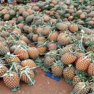  Vente Ananas - fruits et légumes salut voici les meilleurs ananas depuis le cameroun qui est encore frais je cherche des acheteurs en asie où europe 