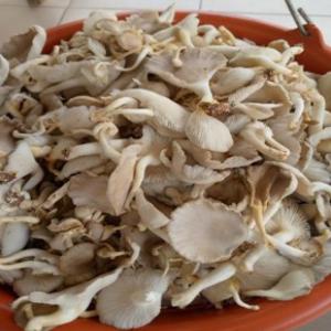  Tonne De Champignons Bio Et Mycélium Vendre Rci - champignon levure nous sommes une entreprise sp&eacute;cialis&eacute;e dans la production en grande quantit&eacute; industrielle de toutes sortes de champignons frais,  en poudre et en liquide et bio tels que le pleurote,  les volvaires appel&eacute;s champignon de palmier et le ganoderma lucidium,  champignon pied de m