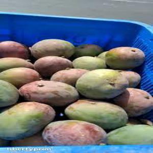  Mangue, Oignon, Poivron, Gombo, Maïs Doux - fruits et légumes bonjours je suis un intermédiaire de vente dans les domaines du matière première dans l'agriculture en générale et  je cherche de grand acheteur de matière premières en fruits et légumes qui sont cultiver en afrique plus préciséme