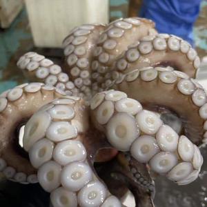  Poisson Disponible - poissons bonjour nous disposons de 100tonne de poulpe isi au maroc et au sénégal pour vous les concernés désirant avoir un marché san limite de disposons de poulpe dans les différentes calibrage merci