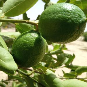  Citron Vert Au Sénégal En Quantité - fruits et légumes bonjour.je cherche des clients pour vendre ma production de citron prix intéressant plusieurs tonnes disponibles.disponible toute l'année non loin de dakar.fruit de qualité bio disponible 