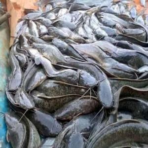  Poissons Silures - poissons silure pr&egrave;t a la consommation--disponible chez nous !--venez choisir votre poisson silures vivant dans nos bacs---nourris avec un aliment import&eacute; et locale de qualit&eacute; sans graisse selon des techniques modernes.---le poids normal varie entre 400 g - 800kg.--1kg = 2500f cfa --pour