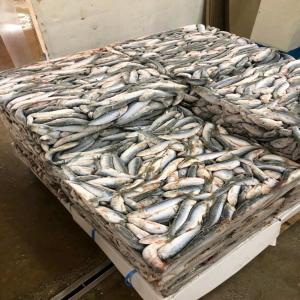  Partenariat Maroc Guinée - poissons salut, j, ai une soci&eacute;t&eacute; on peut exporte diff&eacute;rents marchandises poissons et fruits et l&eacute;gumes aussi on peut import&eacute; des mangues et ananas et autre produit du guin&eacute;e.