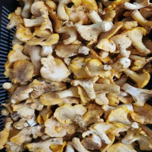  Fresh Chantarelle (girolles Frescas) -  yeast fungus offer for fresh chantarelle (girolles)--latin name- cantarellus cibarius--exw. price-  12.50 eur/kg--quantity- 300 - 600 kgs.--freight; with airplane.--delivered to paris airport. (about +2.00 eur/kg fee)--ratio- 10%/70%/20% (smaller/medium/bigger) --size sorting- by eyes,  not strictly --packing- pl