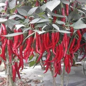  Piment - épices aromates je suis un producteur de piment au mali je cherche un client tr&egrave;s s&eacute;rieux de faire un contrat avec lui . un contrat de longue termes je plaisante tr&egrave;s s&eacute;rieux 