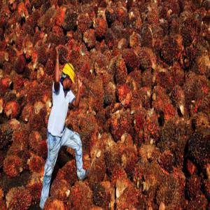  L'agriculture - café cacao thé je connais des personne qui en produisent énormément,  avec lesquels j'ai la possibilité de trouver la production  en quantité suffisante pour des clients potentiels. alors je suis à la recherche de clients intéressés à mon appels à faire