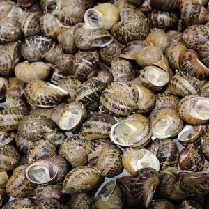  Escargots - coquillage crustacé vente d'escargots vivants ( aspersa muller,  maxima etc) et de produits dérivés--distribution et assistance après-vente