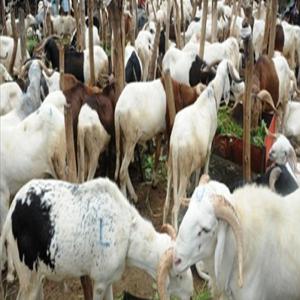  Moutons En Quantité - animaux vivants nous avons des moutons plusieurs tetes à notre disposition au mali et au niger. rentrez en contact avec nous selon vos besoins