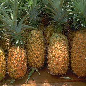  Recherche De Partenaires Acheteurs) - fruits et légumes bonjour,  je suis entrepreneur en production végétale,  je dispose de plusieurs tonnes d'ananas que j'aimerais vendre sur le marché occidentale.--veillez me contacter si vous etes un acheteur. 