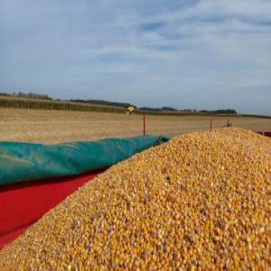  Vente De Mais En Gros - céréales  nous sommes une entreprise agricole bas&eacute;e en cote d'ivoire nous cherchons des acheteurs de mais mangue cajou karit&eacute; en grosse quantit&eacute; mais nous poss&eacute;dons 5000 tonnes de mais mangue nous poss&eacute;dons 3500 tonnes de mangues cajou nous pos