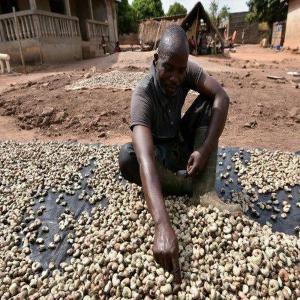  Vente De Cajou - fruits et légumes nous sommes une entreprise de n&eacute;goce et d'import export bas&eacute; en r&eacute;publique du b&eacute;nin. nous sommes actifs dans les produits comme le cajou le karit&eacute; le soja le sucre le riz et le bl&eacute;. pour le sucre le riz et le bl&eacute; nous avons des fournisseurs qui 