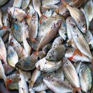  Nous Sommes La Recherche Des Poissons En Gros - poissons salut,  nous sommes à la recherches des poissons en grandes quantités. l'export sera vers l'est de l'europe. nous voudrions savoir vos prix basés aux quantités et types des poissons. nous aurions besoin aussi des modalités de transport - aérien ou par bateaux