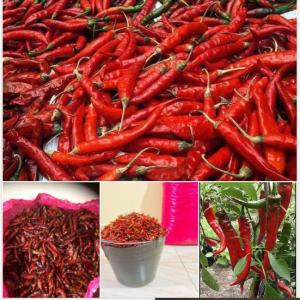  Epices En Destockage - épices aromates nous disposons d'environ 100 tonnes de piments rouge pret à etre commercialisé ou consommé.----qualité - excellente (la meilleure du marché actuellement) avec un goût épicé très prononcé.