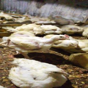  Poules De Chair Fraîche Et Fumé - viandes et oeufs salut  ,  je réside au cameroun je fermier également je dispose 5000 poules de 48jours (cobb500).--j'ai besoin des acheteurs en gros ou en détail ,  je suis aussi capable de livres 3000 poules de 45 jours tout les jours . les intéressé son prié de bien vouloir