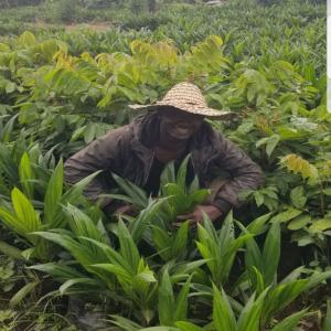  Semences Améliorées, Arbres Fruitiers Greffés - semence graine plant je suisentrepreneur agropastoral résidant au cameroun et producteur de semences améliorées bio-reproductibles,  arbres fruitiers greffés  et autres semences tel que ----agrumes ( orange,  mandarine,  lemon,  citron,  tangelo...)---avocatiers ( hass,  anaheim,  fuerte,  pollock,  b