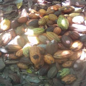  Graines De Cacao Et Coques De Cacao - fruits secs et graines grillées bonjour,  nous disposons d'une tonne de graines de cacao ainsi que les coques. --je cherche des acheteurs s&eacute;rieux pour mon fr&egrave;re qui est lui meme agriculteur et propri&eacute;taire de ses champs de cacao en c&ocirc;te d'ivoire.--si int&eacute;ress&eacute;,  veuillez me contacter.--pas s&