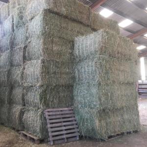  Vente De Foin - matiere vegetale foin conventionnel prairie naturelle 2022--bottes carrées et rondes--poids- 500 kg/b--quantité- 1000----