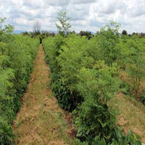  Grand Stock De Poudre De Moringa En Vente - semence graine plant pas besoin de vous rappeler la place que occupe le burkina faso dans la production de moringa,  nous sommes une soci&eacute;t&eacute; de production collaborant avec des agriculteurs locaux de moringa. actuellement nous avons a notre disposition pret de 2 tonnes de poudre de moringa pret &agrave; etre