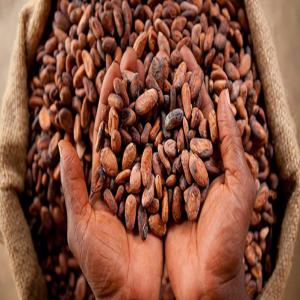  Cacao, Café, Noix De Cajou - café cacao thé je suis résident en cote d'ivoire ,  je souhaite établir une relation très sérieuse avec les acheteurs partout dans le monde.  en effet,  je suis issue d'une famille de producteurs,  de planteurs de cacao ,  da cajou,  café  depuis la cote d'ivoire,  mon pays est le prem