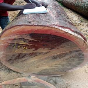  Exploitation Forestiere - bois charbon fibre nous sommes à la recherche des client et partenaires affaire dans la vente de bois dure et débités du gabon selon les dimensions désirées du client.--- le prix cnf 825 dollars (de la transformation jusqu'à la destination du client)--- conditionnement - conta