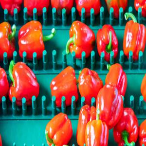  Grossiste Des Fruits Et Légumes Au Maroc - fruits et légumes nous sommes une société d’importation des fruits et légumes du sud du maroc et nous cherchons des clients dans toute l’europe et dans toutes les régions de monde pour leur faire bénéficier de nos partenariats commerciaux avec les producteurs,  les stations de