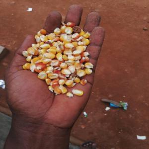  Vendre Maïs - céréales a vendre maïs de la c&ocirc;te d'ivoire. quantit&eacute; 50 tonnes. proc&egrave;dure - livrer-payer. prix - 310 000 fcfa livrer dakar. pas serieux,  s'abstenir ! merci de la comprension.