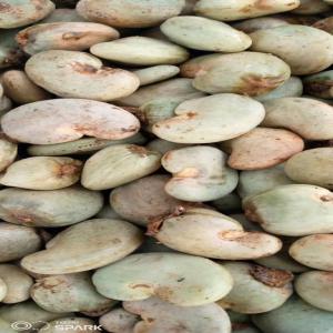  Cajou Brut Disponible Au Bénin - fruits secs et graines grillées nous avons au bénin,  un stock de cajou brute.--pour les commandes,  --nous prenons la lettre de crédit irrévocable.----sinon nous priorisons le virement bancaire.--le prix donné ici est le prix à l'usine. si vous désirez le prix cif,  vous spécifierai l