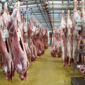  Volailles Et Viandes Rouges Disponibles - viandes et oeufs disponibilité - --- poulet entier ou morceaux.--- viande agneau et bœuf.--- conditionnements selon besoin*--- prix ttc cif.--