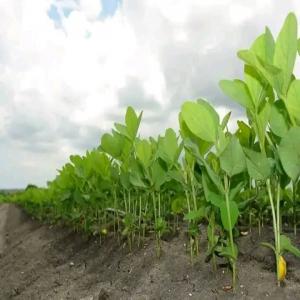  Projet Soja Bio - fruits et légumes nous sommes  sur le point de former une association de producteurs du bio (soja et autres) selon le besoin qui se fera sentir. nous cherchons de partenaires pour l'écoulement de notre production. merci