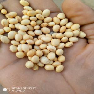  Recherche De Clients Sérieux Pour Le Soja - céréales 545 sacs de graines de soja de poids de 100kg disponible actuellement au b&eacute;nin au prix comp&eacute;titifs pour des s&eacute;rieux clients.