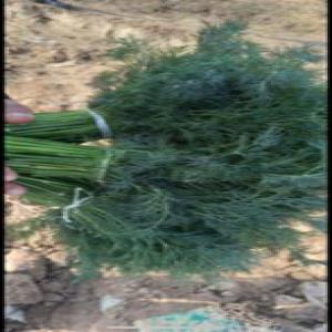  Aneth Frais - fruits et légumes aneth frais bien vert et grand. photos et vid&eacute;o sur demande. transport avec des poches de gla&ccedil;ons possibilit&eacute; de stockage jusqu’&agrave; 3 semaines. grande quantit&eacute; et toute l’ann&eacute;e. conditionnements cartons. 